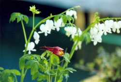은방울꽃과 매발톱꽃 게시글 관련 사진