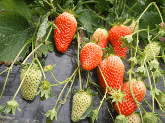 탐스런 딸기가 먹음직 게시글 관련 사진