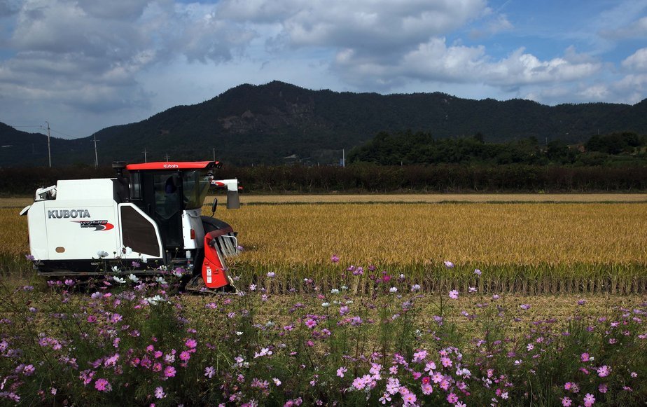활짝핀 분홍빛 코스모스 너머로 콤바인에 앉아 기계를 작동시키며 벼를 수확하고있는 농부