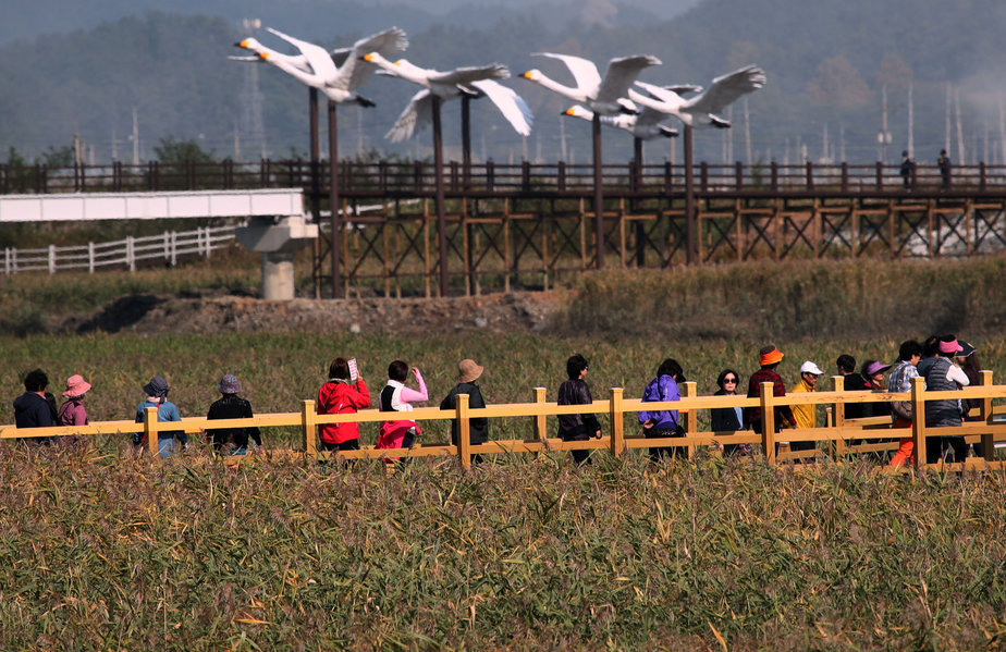 하늘위로는 큰고니가 날아가고 갈대밭길 사이로 관광객들이 경치를 구경하며 걷고있다.