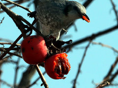 감나무에 열린 맛있게 익은 붉은 홍시를 먹고있는 직박구리