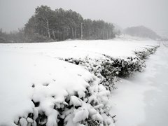 녹차밭위에 쌓인 눈과 산너머 눈보라가 치고 있다.