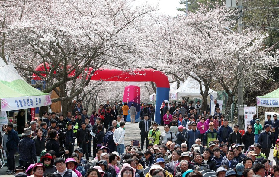 활짝핀 벚꽃나무아래 관광객들이 길을 가득 메우며 흐드러진 벚꽃을 즐기고 있다.