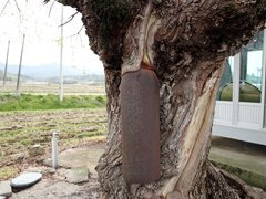 세월의 흔적이 보이는 굵은 나무 기둥에 녹이 슬어있는 종이 메달려있는 산정마을 정자나무