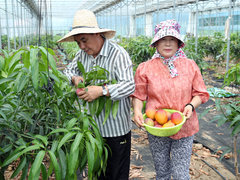 전남 강진군 강진읍의 한 시설하우스에서 아열대 과일인 애플망고 수확이 한창이다.