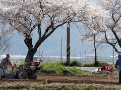 길가에 벚꽃이 피어있고 그 앞으로 들판이 펼쳐져있다. 농부 한명은 경운기를 운전하고 있고 두명의 농부는 농사도구를 들고 작업을 하고 있는 모습이다. 