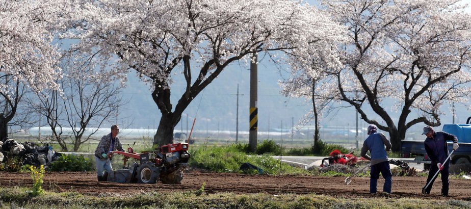 길가에 벚꽃이 피어있고 그 앞으로 들판이 펼쳐져있다. 농부 한명은 경운기를 운전하고 있고 두명의 농부는 농사도구를 들고 작업을 하고 있는 모습이다. 