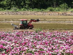 텅텅빈 논 위로 논갈이를 하고있는 농기계가 작업중인 모습이고 그 앞으로는 하얗고 붉은 꽃들이 흐드러지게 펼쳐져있는 모습이다. 