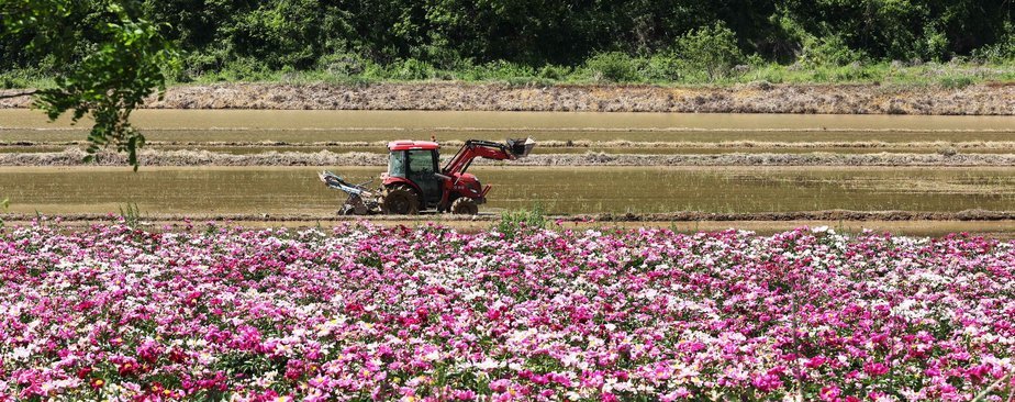 텅텅빈 논 위로 논갈이를 하고있는 농기계가 작업중인 모습이고 그 앞으로는 하얗고 붉은 꽃들이 흐드러지게 펼쳐져있는 모습이다. 