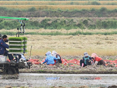 들판에 농기계를 운전하고 있는 두명의 남자가 보이고, 그 뒤로 사람들이 들에 앉아서 마늘을 수확하고 있는 모습이다. 