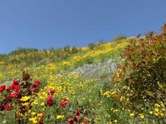 야산이 노란색 꽃으로 뒤 덮혀 있는 모습으로 좌측에는 작은 빨간 꽃나무도 보이는 아름다운 초여름의 모습이다.