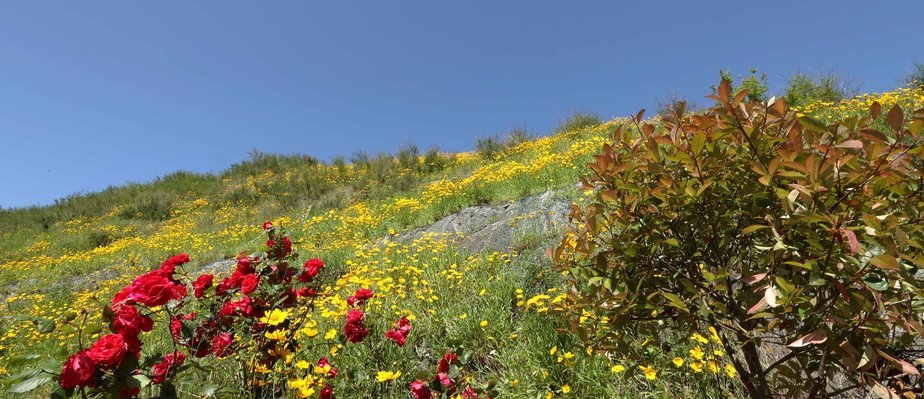 야산이 노란색 꽃으로 뒤 덮혀 있는 모습으로 좌측에는 작은 빨간 꽃나무도 보이는 아름다운 초여름의 모습이다.