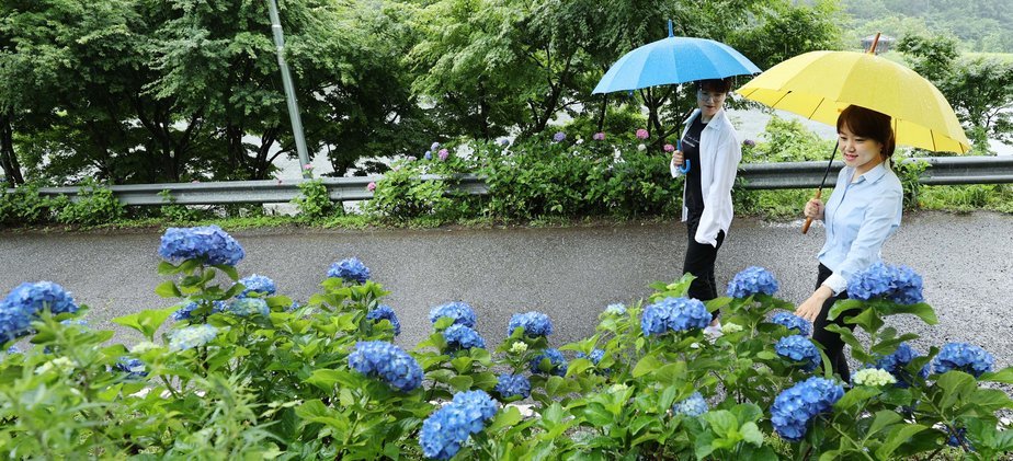 아스팔트 양 옆으로 파란색 수국과 분홍색 수국이 아름답게 피어 있으며, 도로위로 두명의 사람이 우산을 쓰고 수국을 감상하며 걸어가고 있는 모습