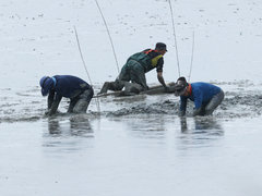 갯벌에서 마을주민 세명이 허리를 숙여 일을 하고 있는 모습