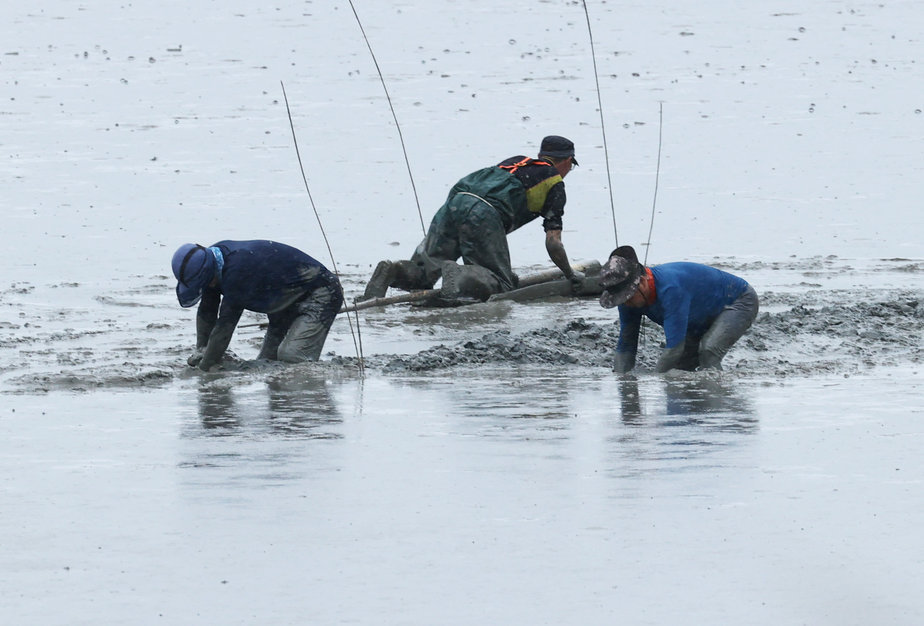 갯벌에서 마을주민 세명이 허리를 숙여 일을 하고 있는 모습