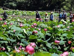 장맛연꽃단지가 홍련으로 가득차 있는 모습이고 홍련사이에 관광객들이 줄이어 걷고 있는 모습 