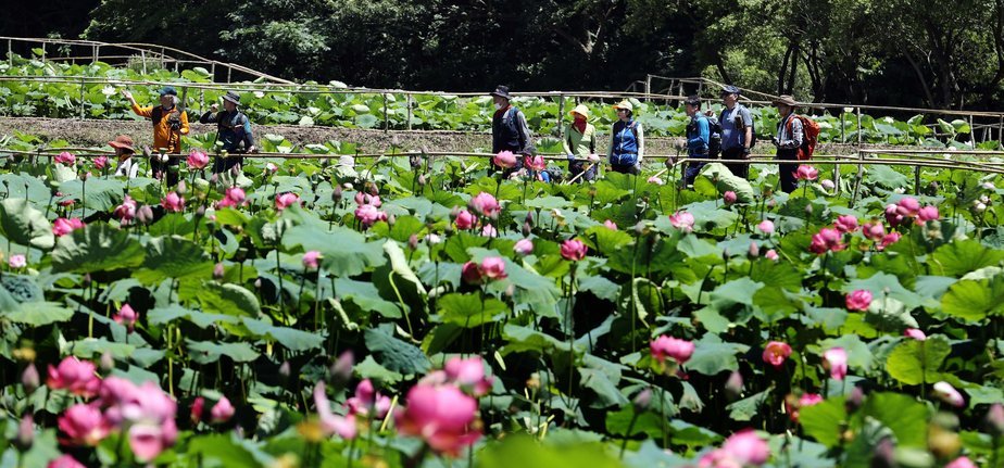 장맛연꽃단지가 홍련으로 가득차 있는 모습이고 홍련사이에 관광객들이 줄이어 걷고 있는 모습 