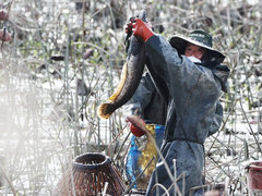 저수지에서 한 농부가 물고리를 잡아 올린 모습