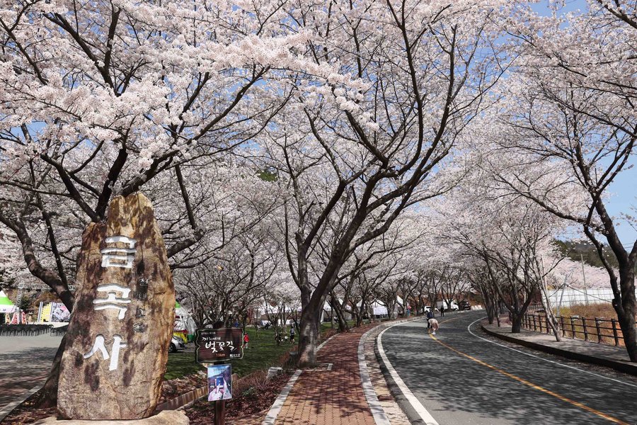제6회 강진금곡사 벚꽃 삼십리길축제 개막식(2023.03.31) 게시글 관련 사진