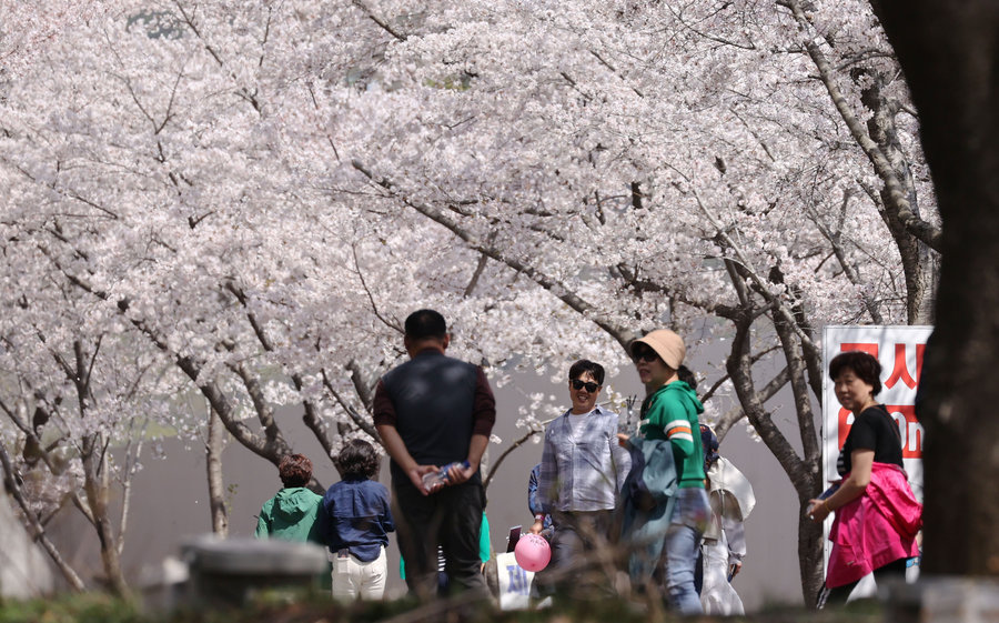제6회 강진금곡사 벚꽃 삼십리길축제 개막식(2023.03.31) 게시글 관련 사진