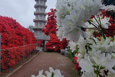 강진 서부해당화 봄꽃축제