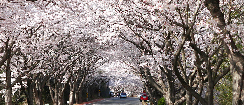 Geumgoksa Temple Cherry Blossom Trail Picnic