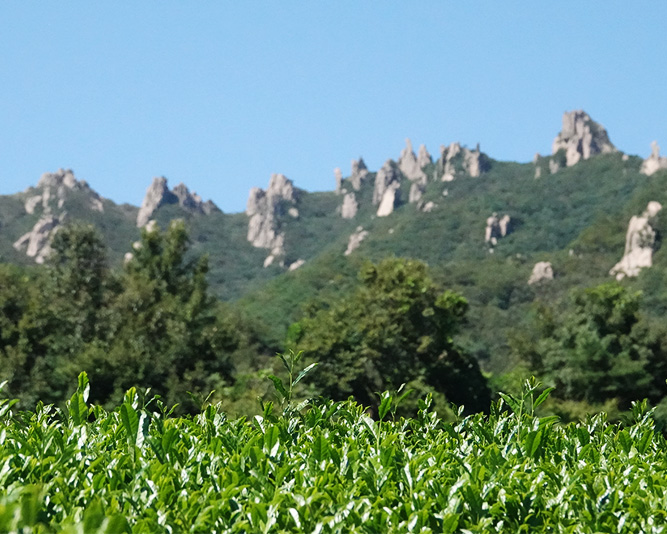 Wolchulsan Mountain and Tea Plantation