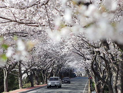 Geumgoksa Temple Cherry Blossom Trail Picnic