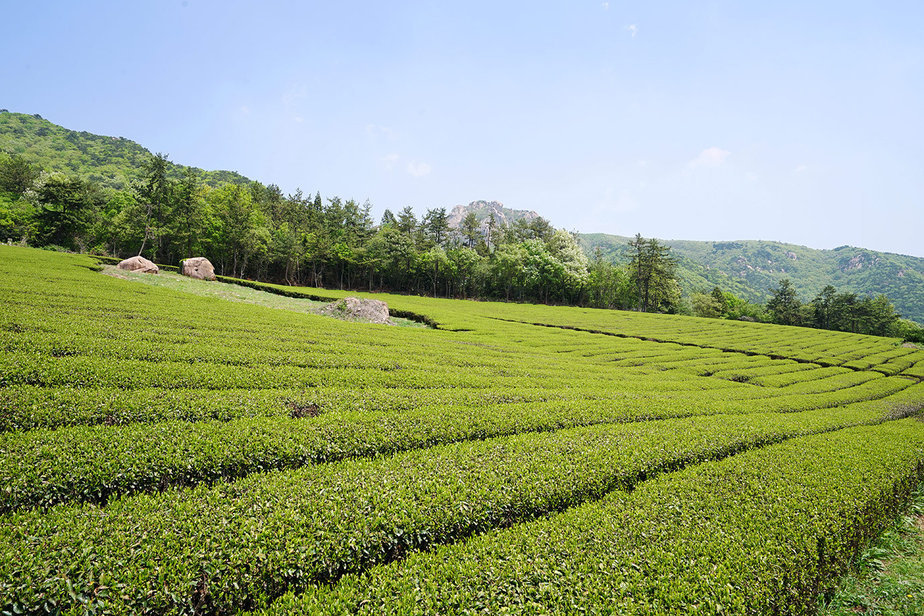 Gangjin Tea Garden